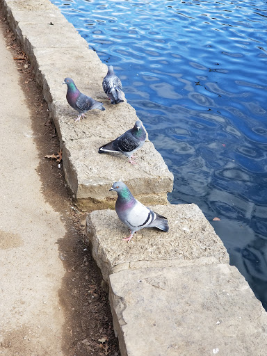 Park «Centennial Park», reviews and photos, 2500 West End Ave, Nashville, TN 37203, USA