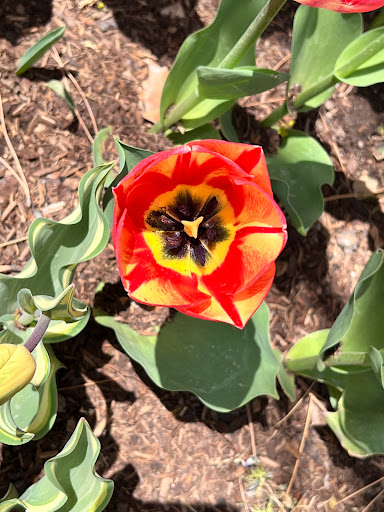 Monument «Light of the World Garden at Ashton Gardens», reviews and photos, 3900 Garden Dr, Lehi, UT 84043, USA