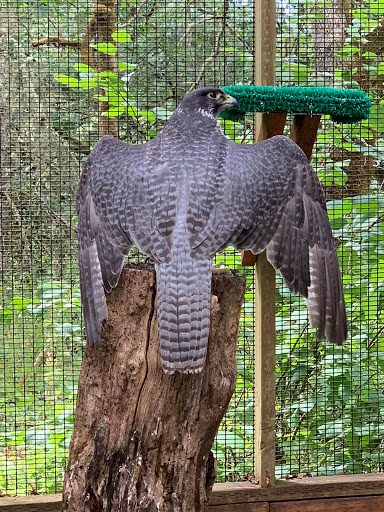 Nature Preserve «Cascades Raptor Center», reviews and photos, 32275 Fox Hollow Rd, Eugene, OR 97405, USA