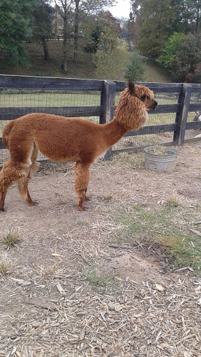 Farm «Tanglewood Farm Miniatures», reviews and photos, 171 Tanglewood Dr, Canton, GA 30115, USA