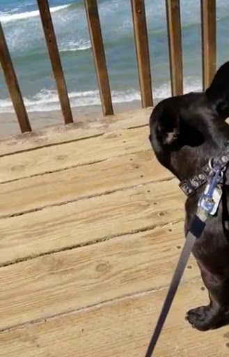 State Park «Moonlight State Beach», reviews and photos, 400 B St, Encinitas, CA 92024, USA