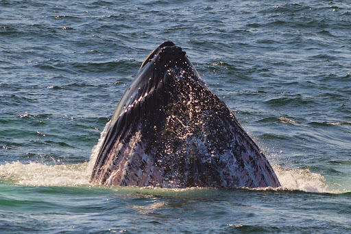 Whale Watching Tour Agency «Cape Ann Whale Watch», reviews and photos, 415 Main St, Gloucester, MA 01930, USA