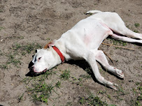 Matt and the Pack Dog Daycare - Photo 2 - Car repair in Lawrenceville, NJ, Trenton