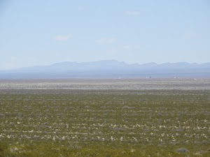 Chihuahuan Desert Nature Park - photo 54