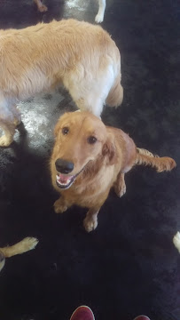 Pawz at Play - Photo 8 - Car repair in Overland Park, KS, Overland Park