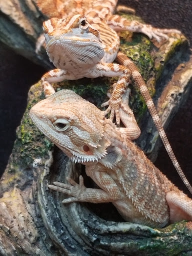 Pet Supply Store «PetSmart», reviews and photos, 315 Gellert Blvd, Daly City, CA 94015, USA