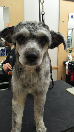 Pet Supply Store «Pet Supplies Plus», reviews and photos, 9630 Transit Rd Suite 400, East Amherst, NY 14051, USA