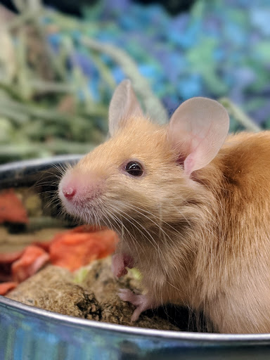 Pet Supply Store «PetSmart», reviews and photos, 12971 Fair Lakes Pkwy, Fairfax, VA 22033, USA