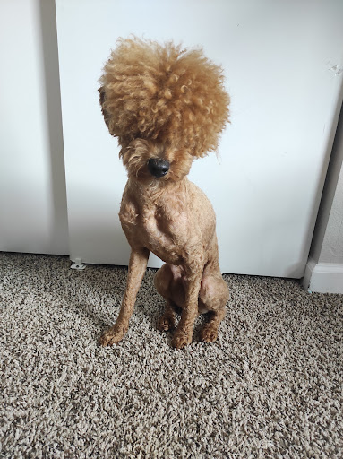 Pet Supply Store «Pet Supplies Plus», reviews and photos, 2001 E 7th St, Charlotte, NC 28204, USA