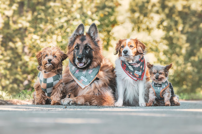 Rezensionen über Mit Herz und Hund Hundeschule in Sitten - Hundeschule