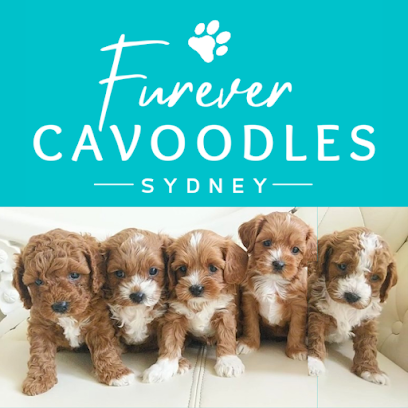 Furever Cavoodles Sydney - Puppies For Sale