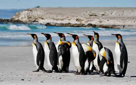 Bluff Cove Lagoon Penguin Tour image