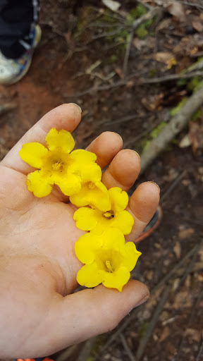 Hiking Area «Gold Branch Trail», reviews and photos, 6156 Lower Roswell Rd, Marietta, GA 30068, USA