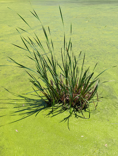 Nature Preserve «Lincoln Marsh», reviews and photos, Harrison Ave & Pierce Ave, Wheaton, IL 60187, USA