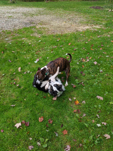 Pet Supply Store «Pet Valu», reviews and photos, 3437 Center Rd, Brunswick, OH 44212, USA