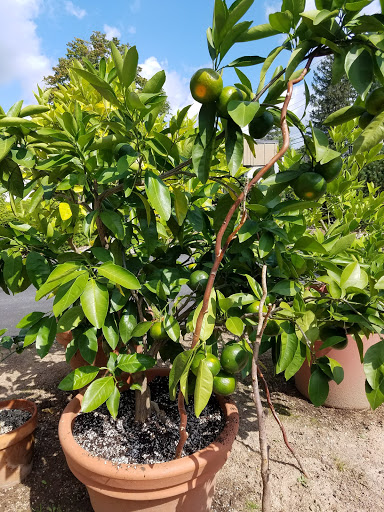 Florist «New City Florist», reviews and photos, 375 S Main St, New City, NY 10956, USA