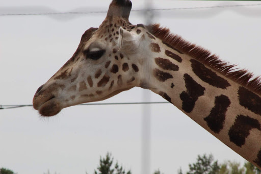 Zoo «Gulf Breeze Zoo», reviews and photos, 5701 Gulf Breeze Pkwy, Gulf Breeze, FL 32563, USA