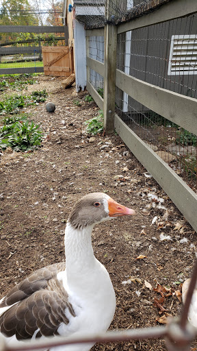 Animal Rescue Service «Ray of Light Farm Inc», reviews and photos, 232 Town St, East Haddam, CT 06423, USA