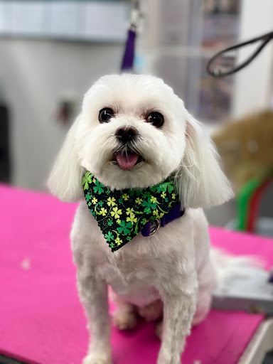 Pet Store «Canine Carousel», reviews and photos, 43135 Broadlands Center Plaza #129, Ashburn, VA 20148, USA