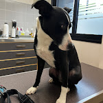 Photo n° 1 de l'avis de Souhil.i fait le 28/01/2023 à 07:05 pour CLINIQUE VETERINAIRE D'ENTREMONT à Aix-en-Provence