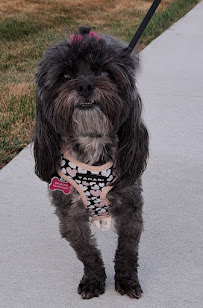 Peace Love Paws Pet Sitters - Photo 7 - Car repair in , Columbia