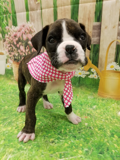 Pet Store «Happiness Is Pets», reviews and photos, 2936 Showplace Dr, Naperville, IL 60564, USA