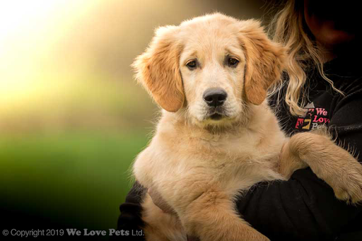 We Love Pets Sheffield and Rotherham - Dog Walker, Pet Sitter & Home Boarder