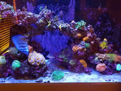 Tropical Fish Store «Living Reef Orlando», reviews and photos, 504 N Alafaya Trail #112, Orlando, FL 32828, USA