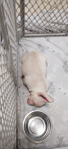 Pet Supply Store «Lil Rascals», reviews and photos, 10035 Gulf Center Dr #105, Fort Myers, FL 33913, USA