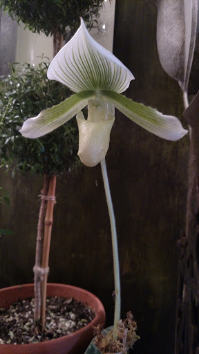 Florist «Morning Sun Florist», reviews and photos, 11 S Main St, Centerville, OH 45458, USA