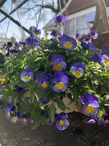 Florist «Dynamic Flowers of Royal Oak», reviews and photos, 3221 N Main St, Royal Oak, MI 48073, USA