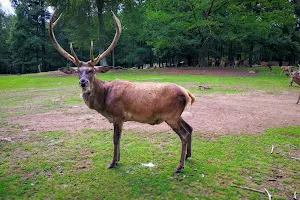 Wildpark Kaiserslautern image