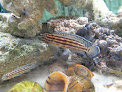Cercle aquariophilie de Saint-Etienne Saint-Étienne