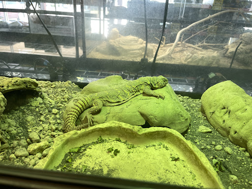 Reptile Store «Reptile Pets Direct», reviews and photos, 8088 Pat Booker Rd, Live Oak, TX 78233, USA
