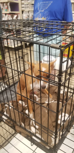 Pet Supply Store «PetSmart», reviews and photos, 828 Arnold Commons Dr, Arnold, MO 63010, USA