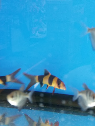 Pet Store «The Pet Zone», reviews and photos, 20 W Oak St, Pittston, PA 18640, USA