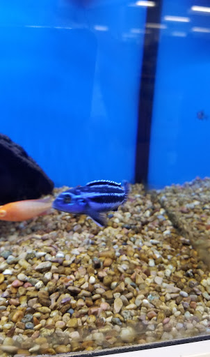 Pet Supply Store «Petco Animal Supplies», reviews and photos, 201 N Summit Ave, Lewisville, TX 75067, USA