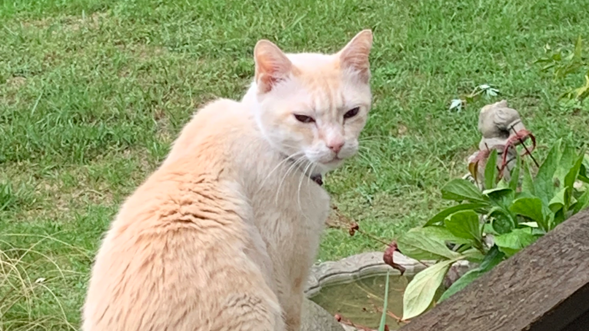 Pattie Paws Cat Sitting