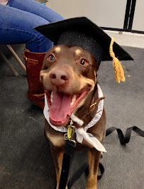 Best In Home Dog Services - Photo 5 - Car repair in , Elgin