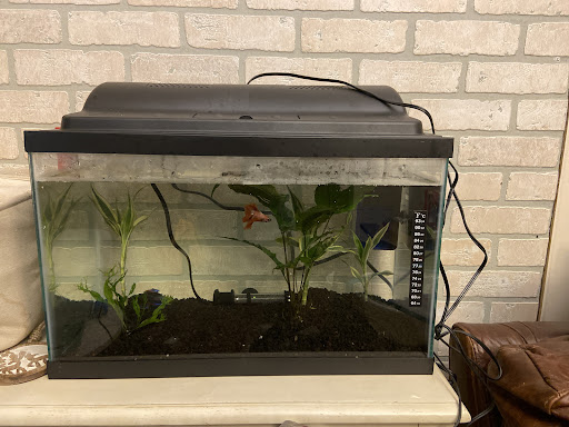 Pet Haven, 37396 Van Dyke, Sterling Heights, MI 48312, USA, 