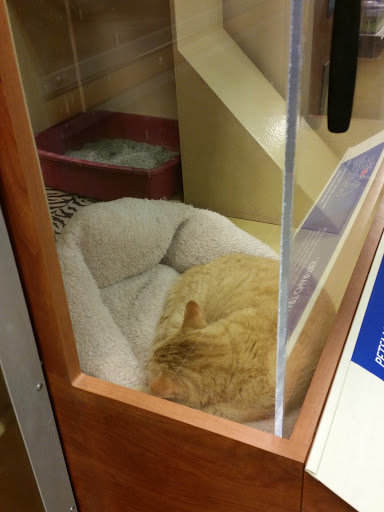 Pet Supply Store «PetSmart», reviews and photos, 21430 Wolf Rd, Mokena, IL 60448, USA
