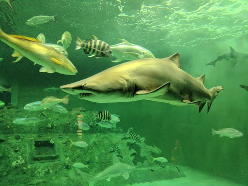 Aquarium «North Carolina Aquarium at Pine Knoll Shores», reviews and photos, 1 Roosevelt Blvd, Pine Knoll Shores, NC 28512, USA