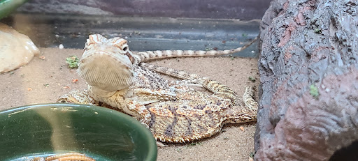 Pet Supply Store «Petco Animal Supplies», reviews and photos, 600 US-441, The Villages, FL 32159, USA