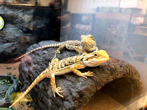 Pet Supply Store «Petco Animal Supplies», reviews and photos, 1175 Ulster Ave, Kingston, NY 12401, USA