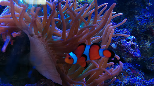 Tropical Fish Store «Fishy Business», reviews and photos, 911 E Church St, Lexington, TN 38351, USA