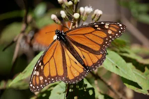 Santuario Piedra Herrada, Monarch Butterflies Sanctuary, Temascaltepec image
