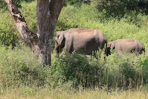 Muthanga Forest Range image