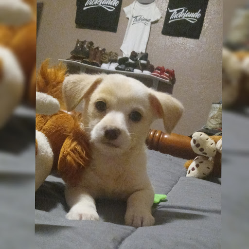 Animal Feed Store «Cerri Family Feed», reviews and photos, 2949 S Airport Way, Stockton, CA 95206, USA