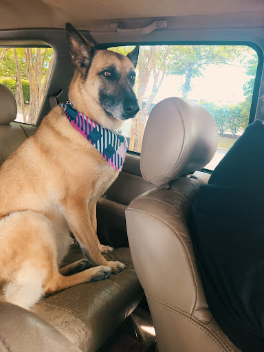 Pet Supply Store «PetSmart», reviews and photos, 24 Mountain Rd, Glen Burnie, MD 21060, USA