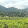 Kebun Teh Puncak Panoongan